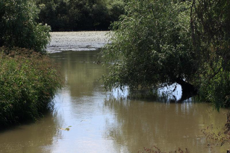 242-Delta del Danubio,7 agosto 2011.JPG